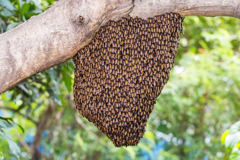 Bees on a branch in Camden