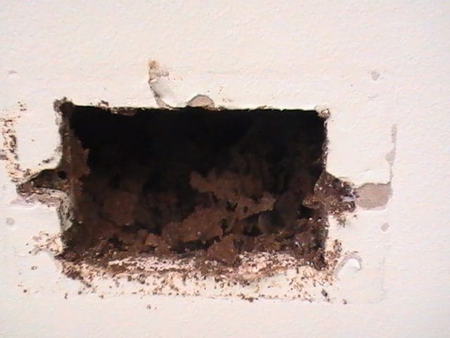 Termite Workings In a Wall Behind Where A Power Point Was