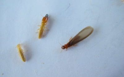 What Do Termites Sound Like?