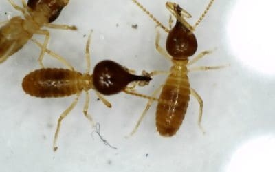 Termite Inspection