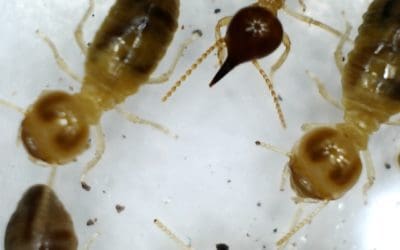 White Ants Vs Termites