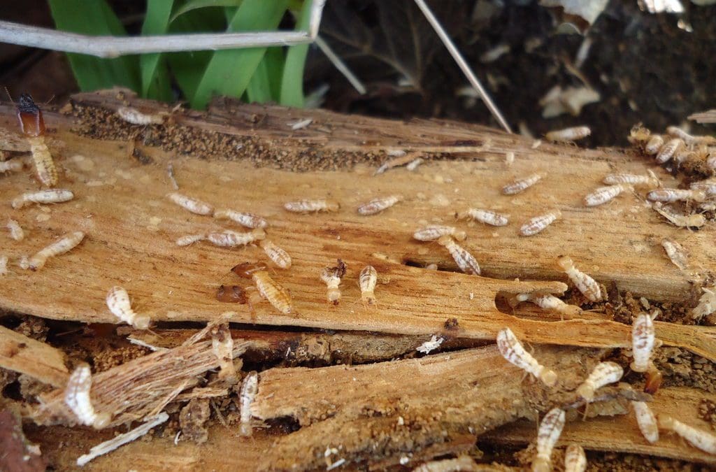 Termites found in timber in Picton