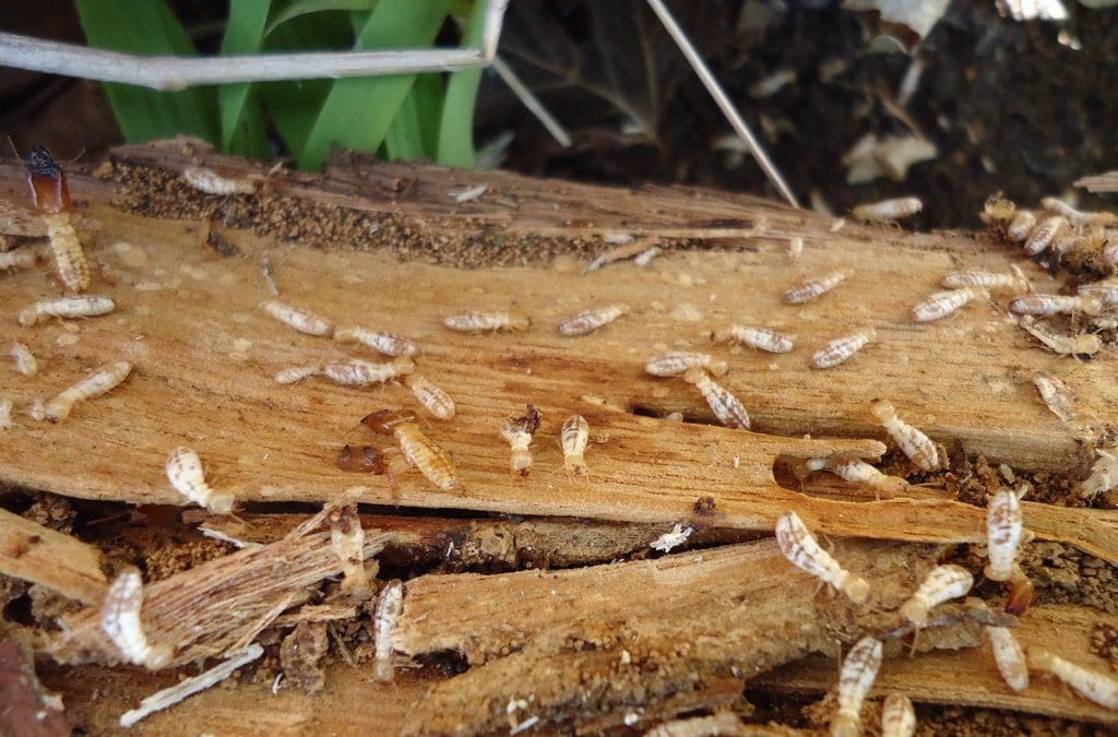 The Definitive Guide to Termite Detection, Treatment and Prevention in Australia 2022