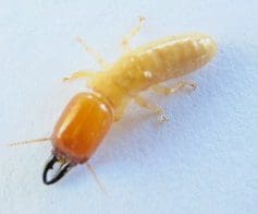 Soldier termite captured in Picton