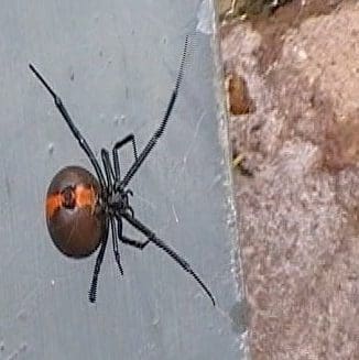 Redback Spiders in Mount Annan