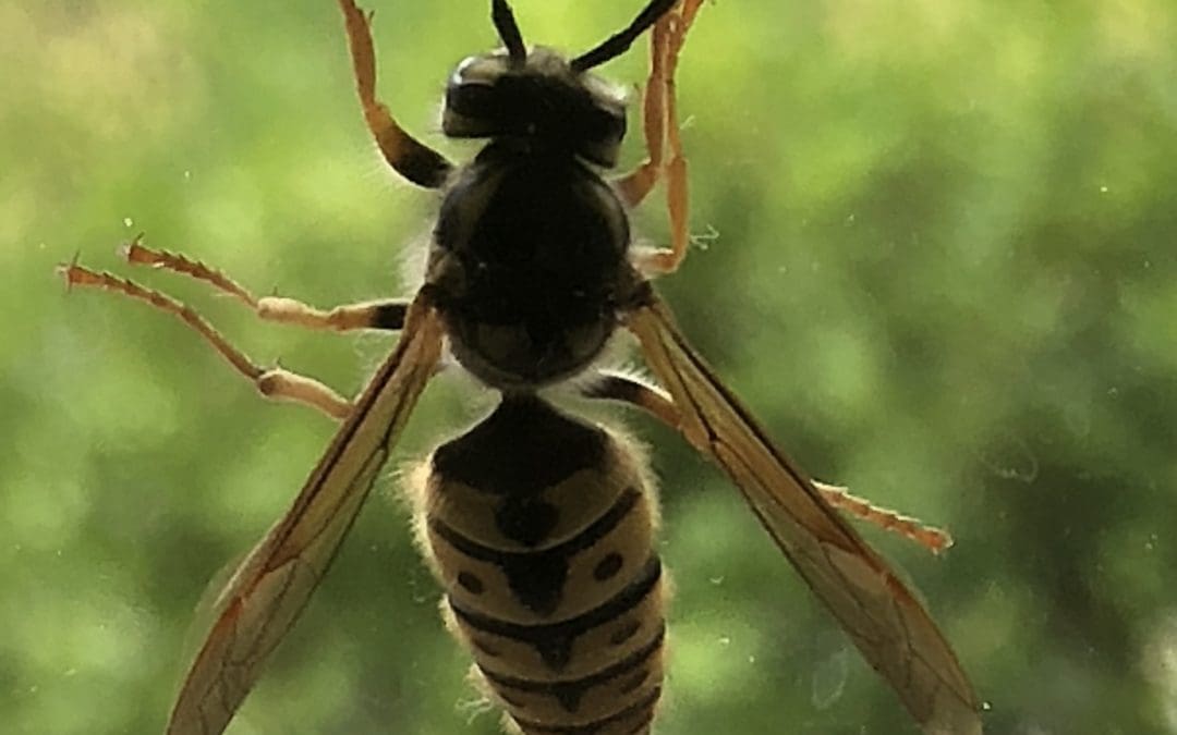 Queen European Wasp in Camden