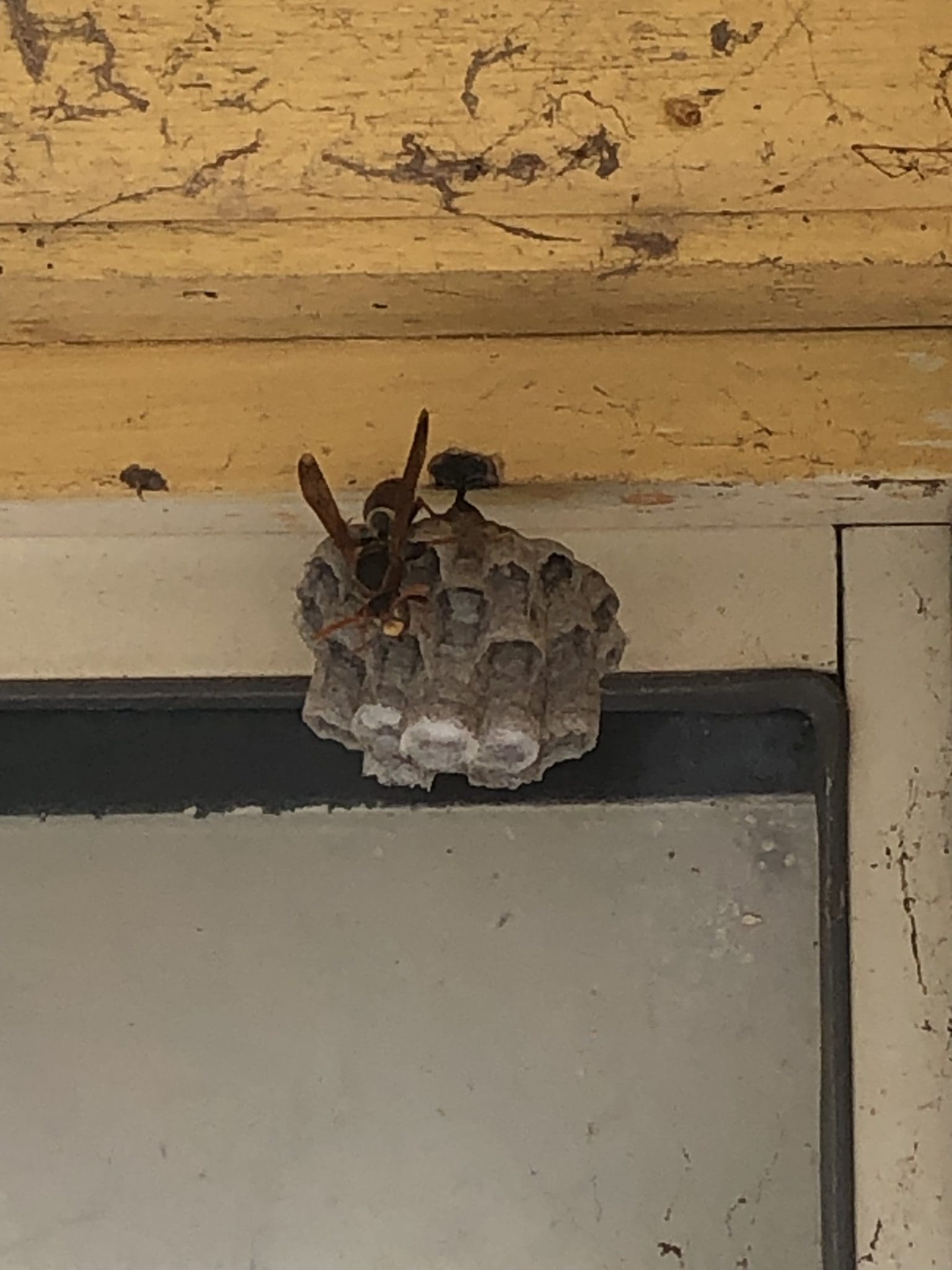 Paper wasp nest