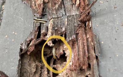 Termites found in a home in Cobbitty near Camden