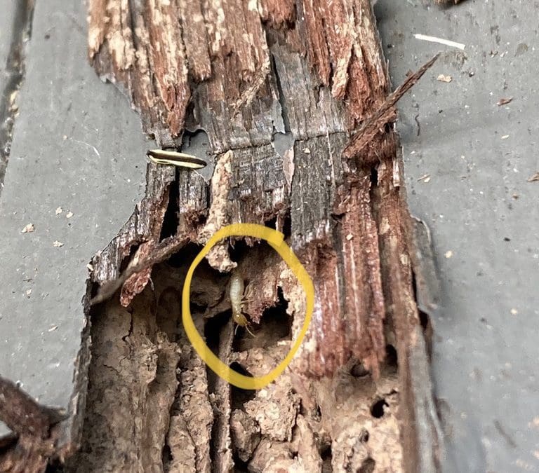 A Termite in damaged timbers in a home in Cobbitty near Camden