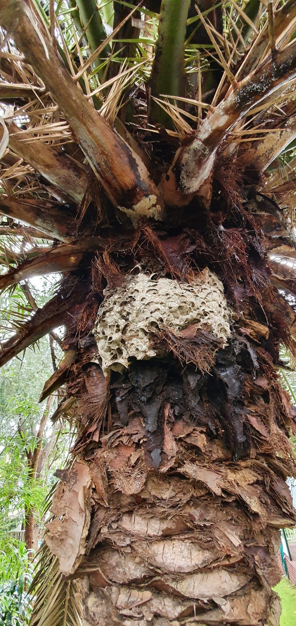 European Wasp Nest in palm tree in Dulwich Hill Sydney