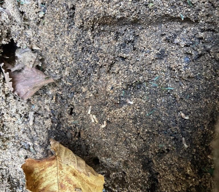 Termites in waste timber in a home in Elderslie near Camden