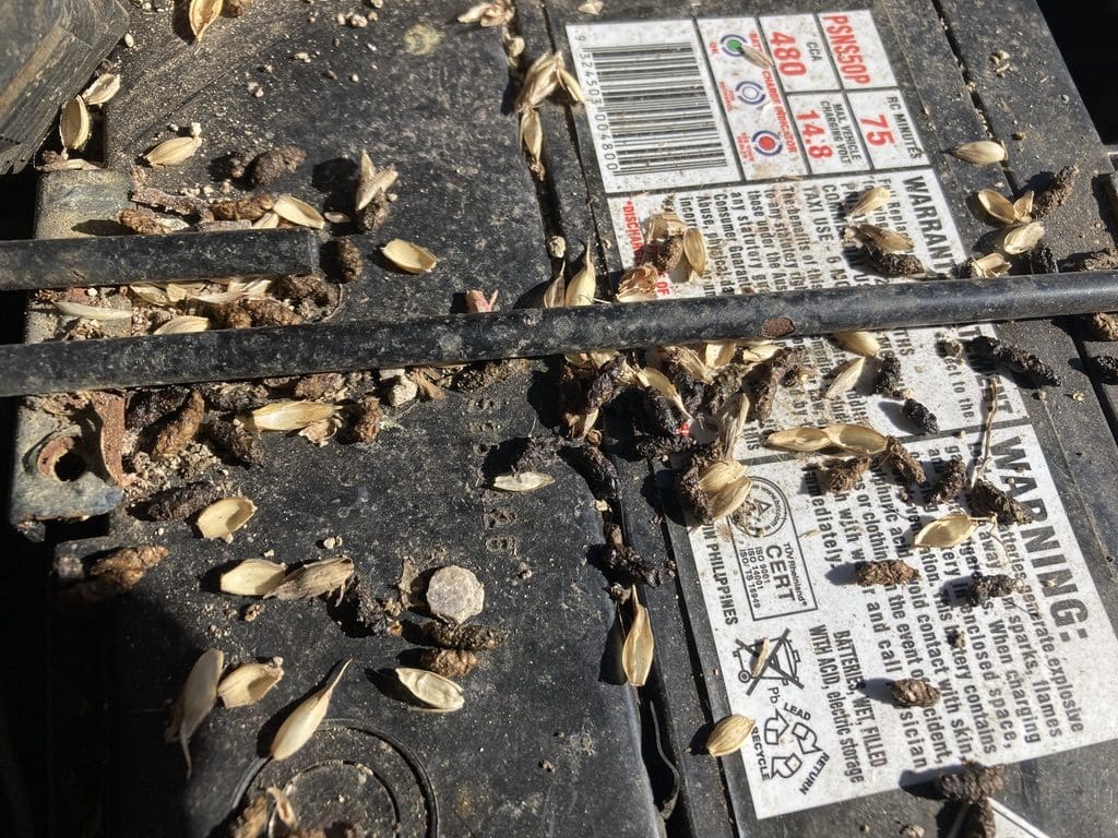 Rat droppings on a car battery in a car in Mount Hunter near Camden