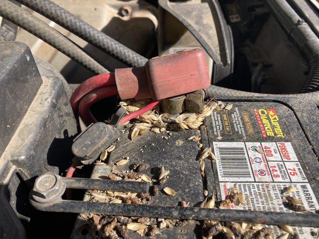 Rat droppings and nesting material on a car battery in Mount Hunter Near The Oaks