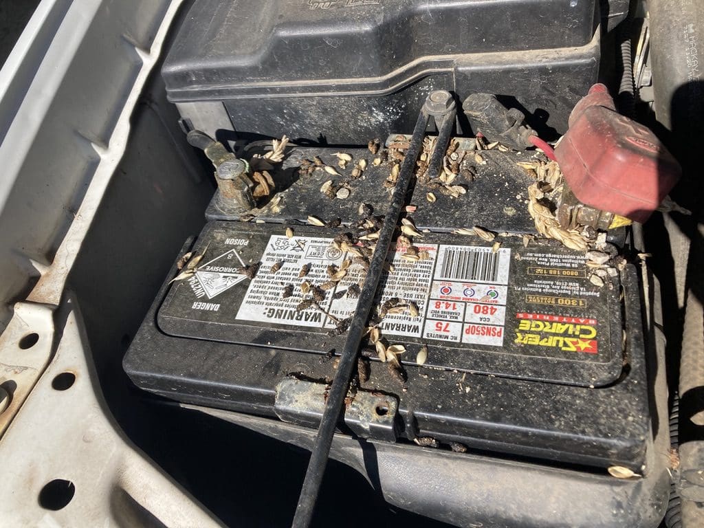 Rodent faeces and nesting material under the bonnet of a car in Mount Hunter near Camden