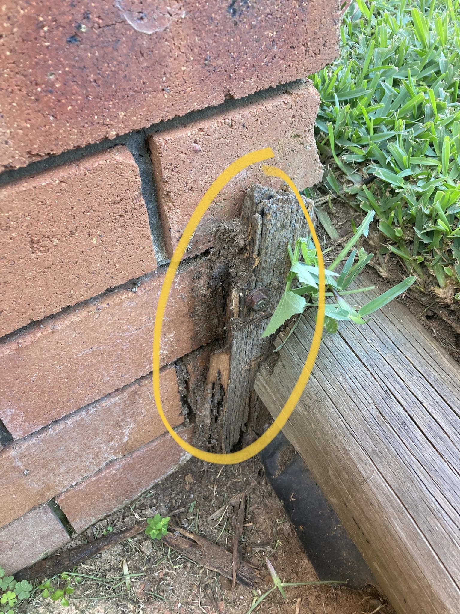 Termite activity found during an inspection on a home in Camden near Narellan