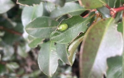 Lilly Pilly Beetle destroying Hedges