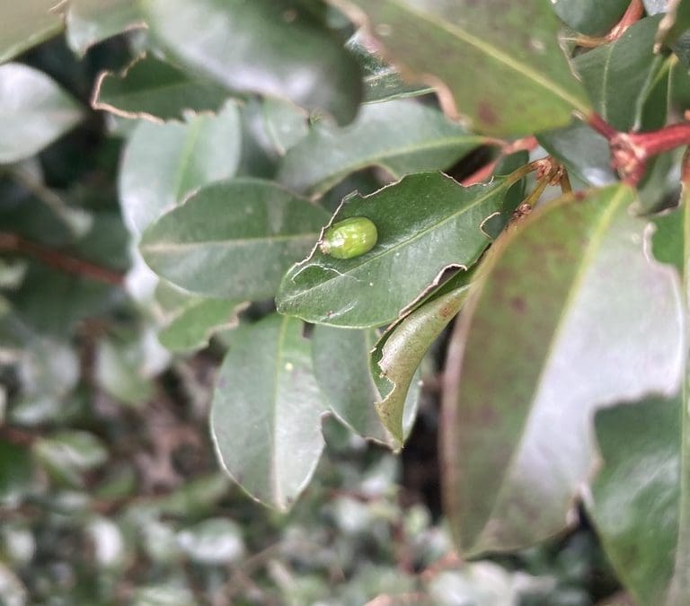 Lilly Pilly Beetle destroying Hedges