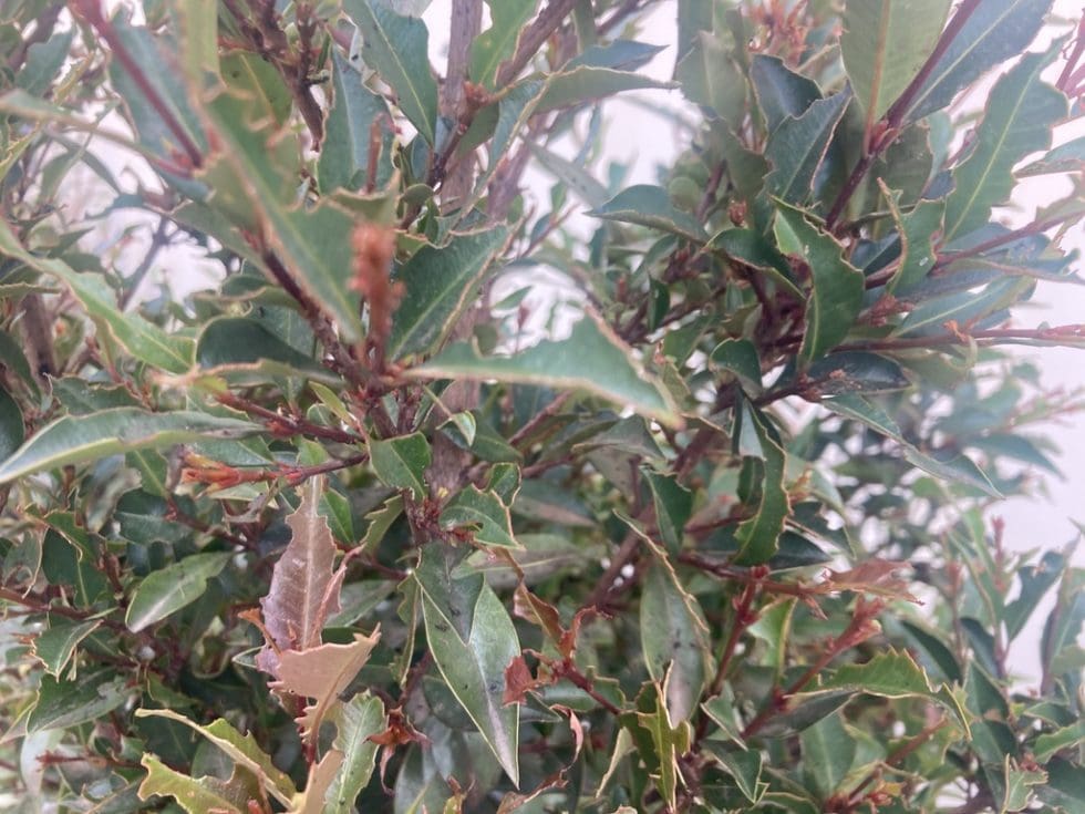 Lilly Pilly Beetles cause severe damage to Hedges in Wollondilly