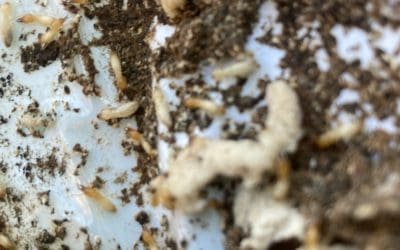Termites in a Termite Bait Station at The Oaks near Picton