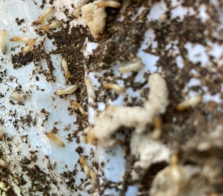 Live Termites in a bait station at The Oaks near Picton