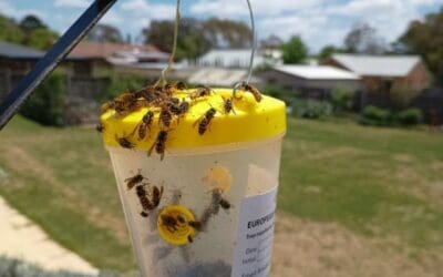European Wasps Continue to Invade Wollondilly