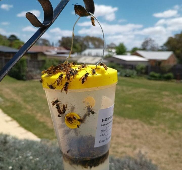 European Wasp Queens Being Trapped