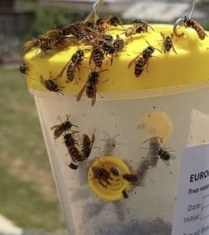 European Wasp Queens