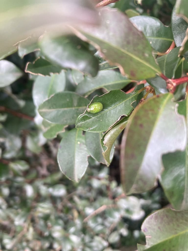 Lilli Pilli Beetle and the damage it causes