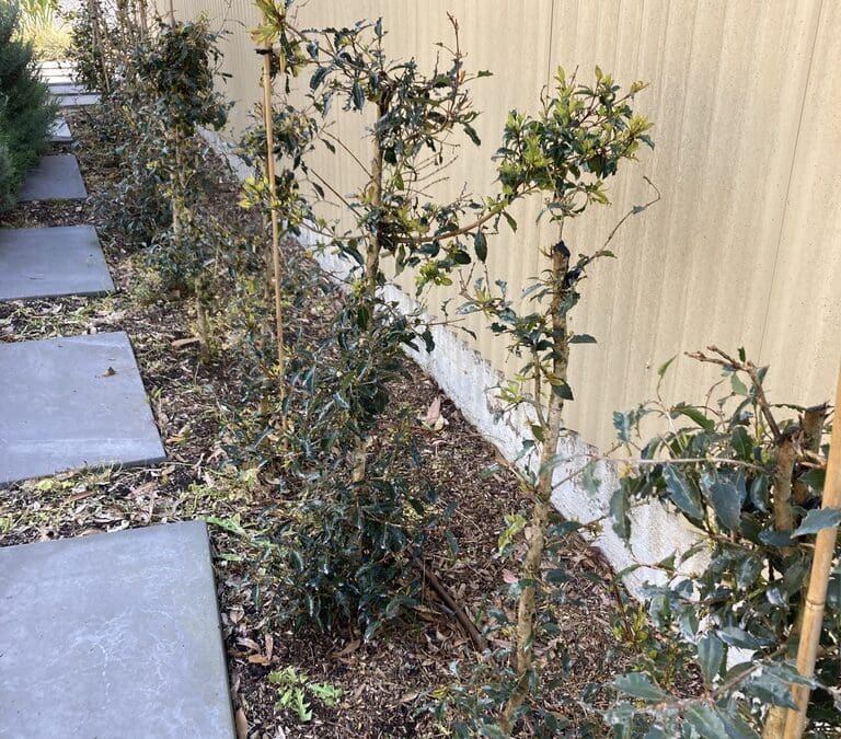 Lilli Pilli Hedge attacked by Lilli Pilli beetle in Lakesland Near The Oaks