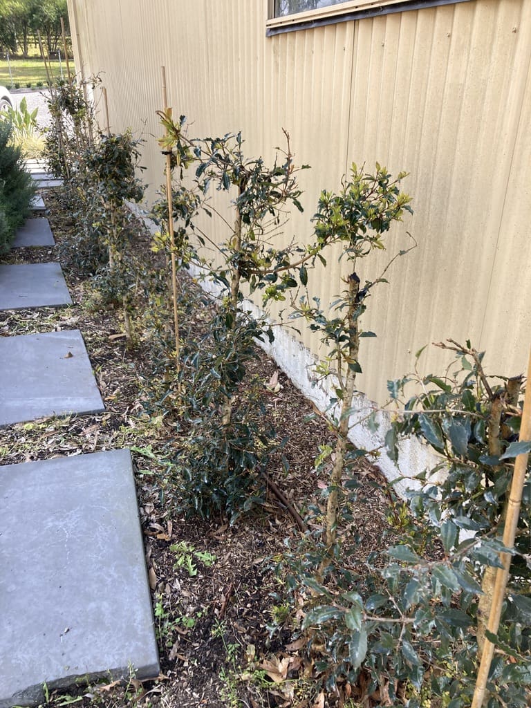 Lilli Pilli Hedge attacked by Lilli Pilli beetle in Lakesland Near The Oaks