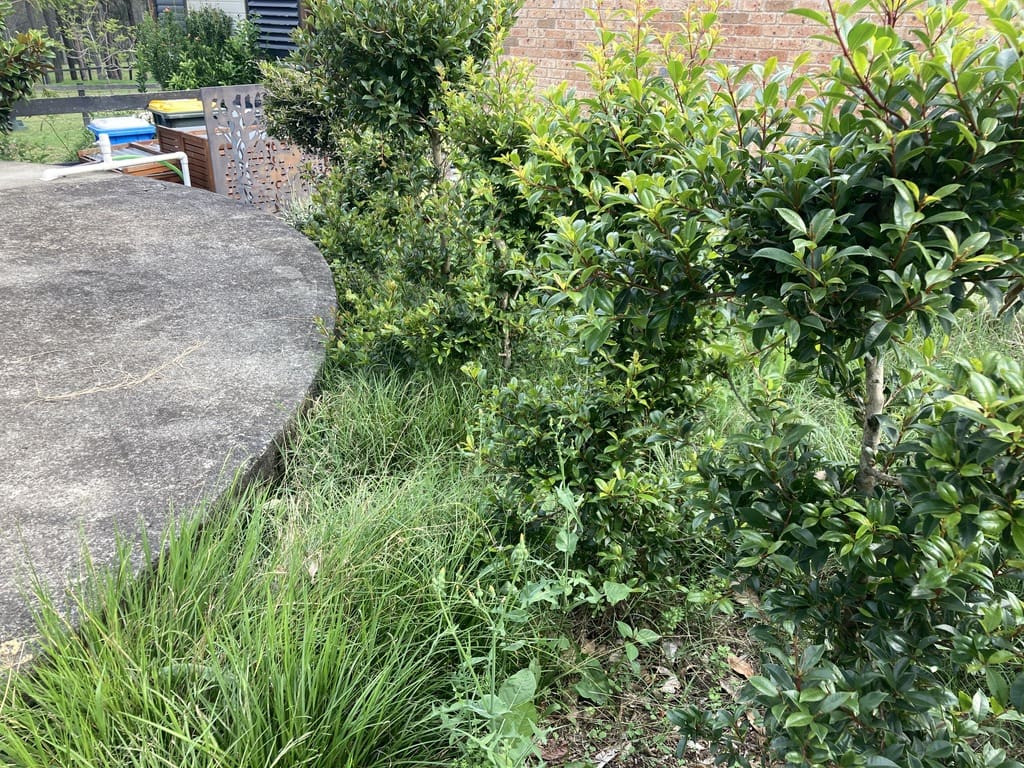 Lilli Pilli Hedge regrowth in Lakesland after Pestgo treatment