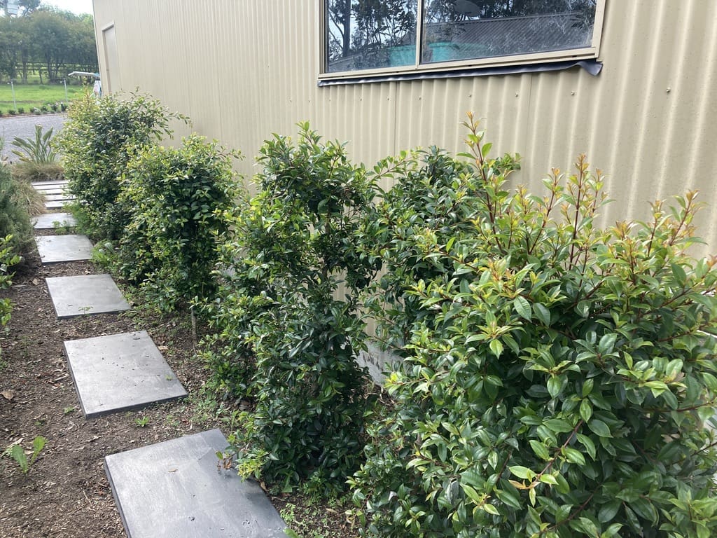 Lilli Pilli Hedge regrowth after treatment for Lilli Pilli beetle in Lakesland Near The Oaks