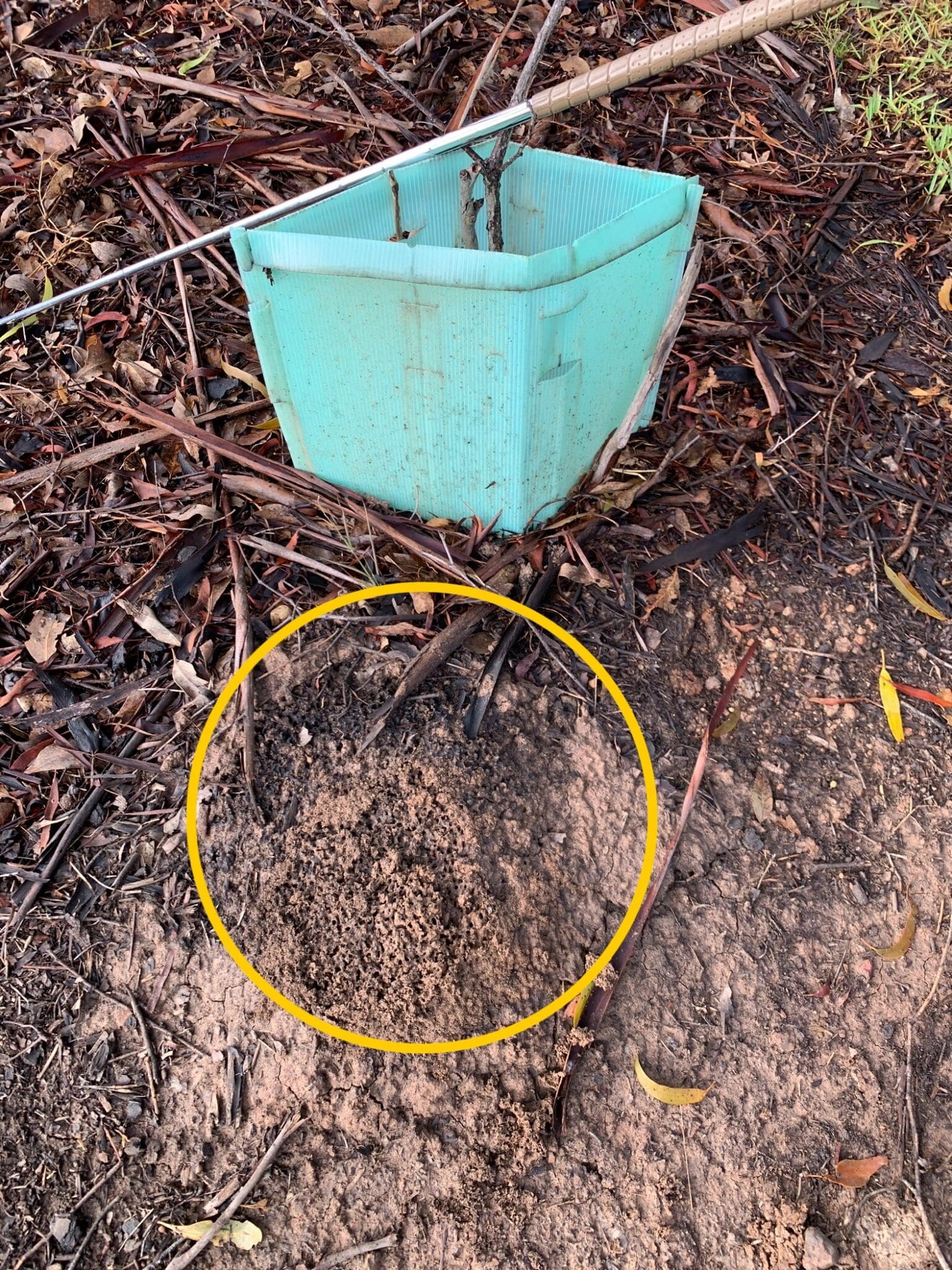 A termite nest in Camden near Mount Hunter Termite nest