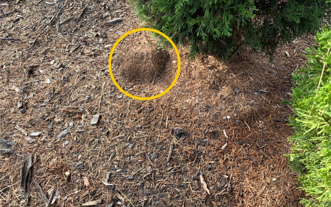 Bush Termites! Or are they?