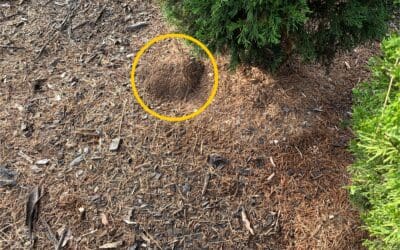 Bush Termites! Or are they?