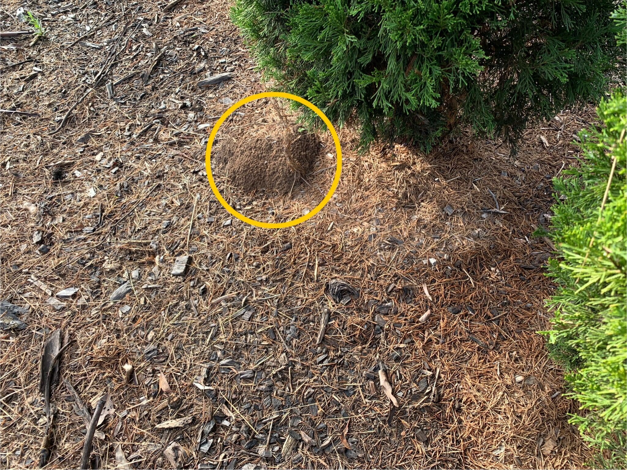 Nasutitermes spp termite nest A termite colony at the base of a pine tree