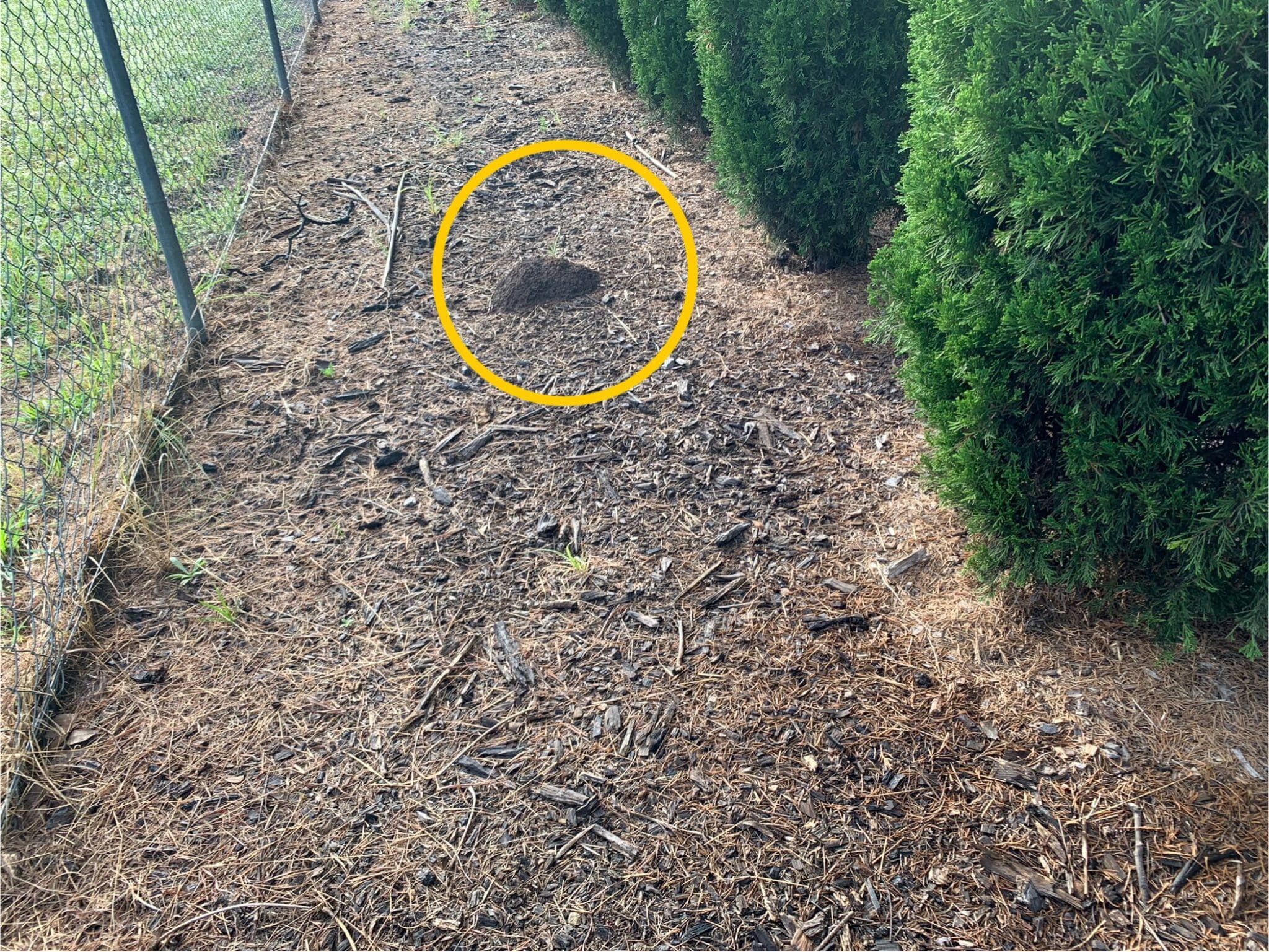 Another termite nest at Denham Court near Casula A termite nest behind a row of trees