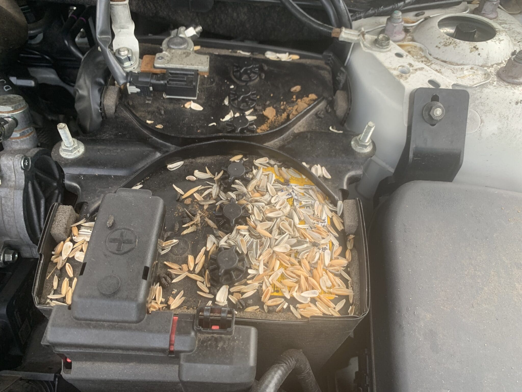 Rodents have been having a feast atop this car battery