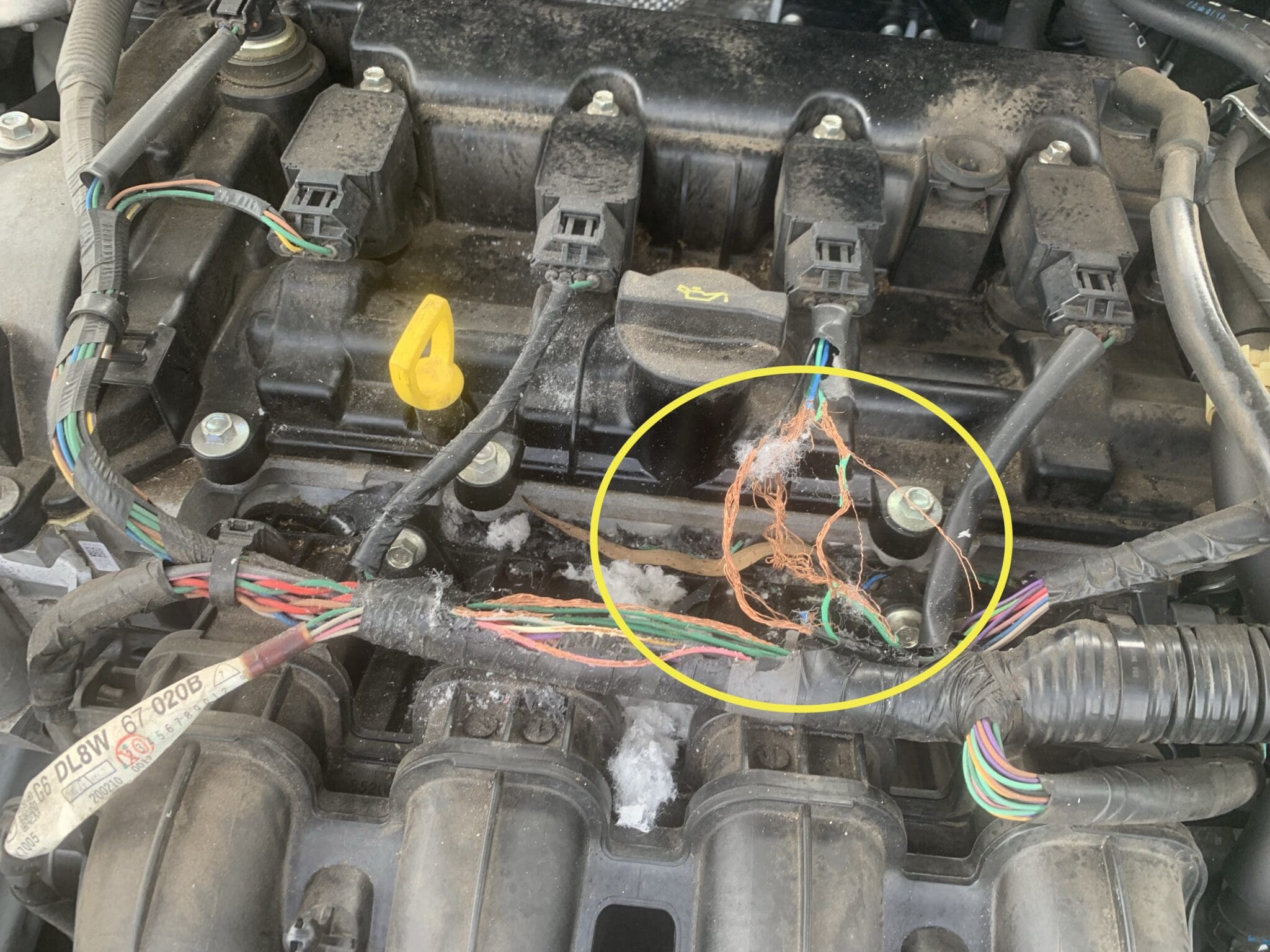Rats damage car wiring damage to car wiring by rats