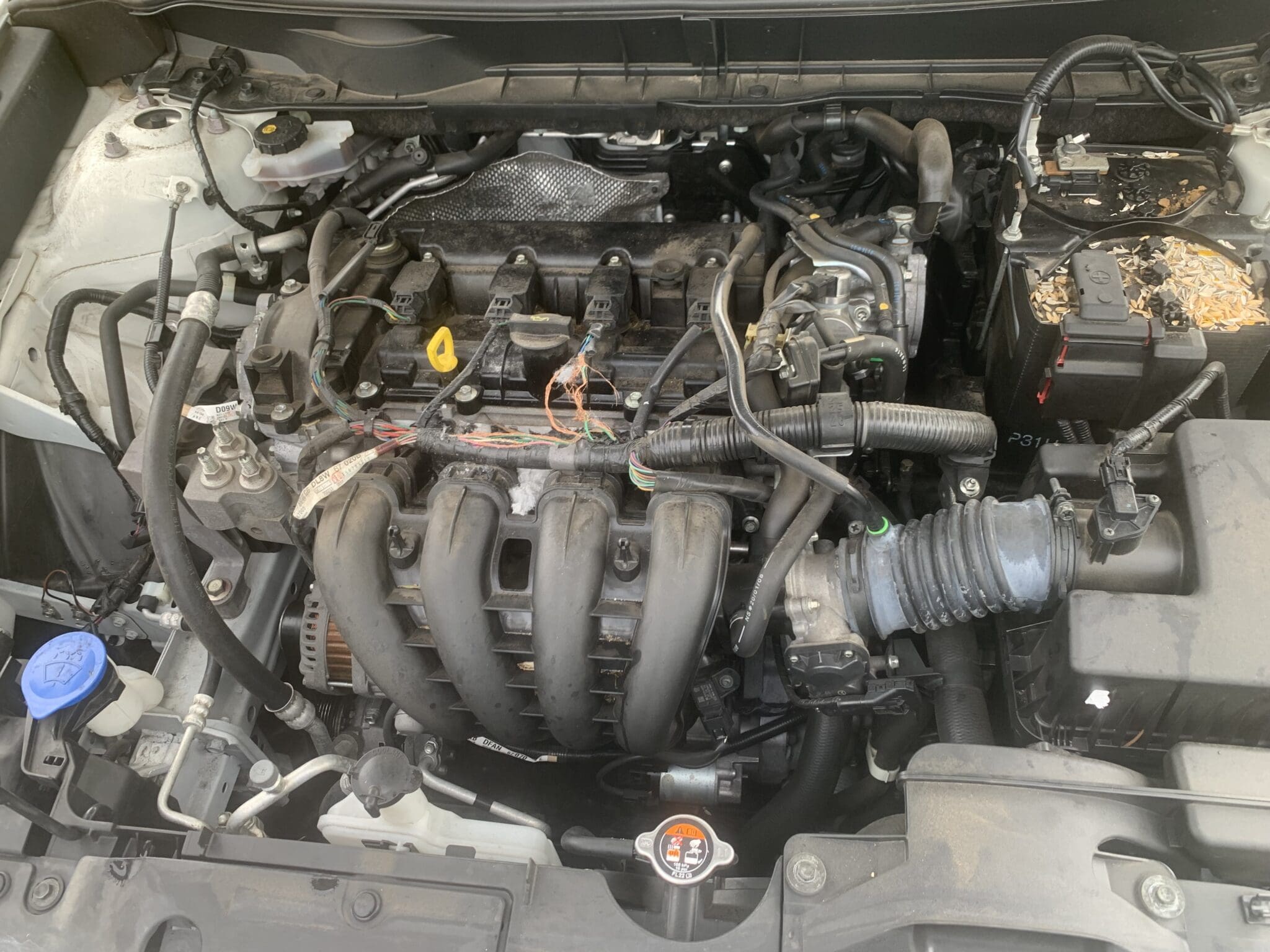 How Rats Can Wreck Your Car