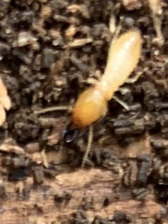 Common termite in Picton Termites found during an inspection in Picton near Tahmoor