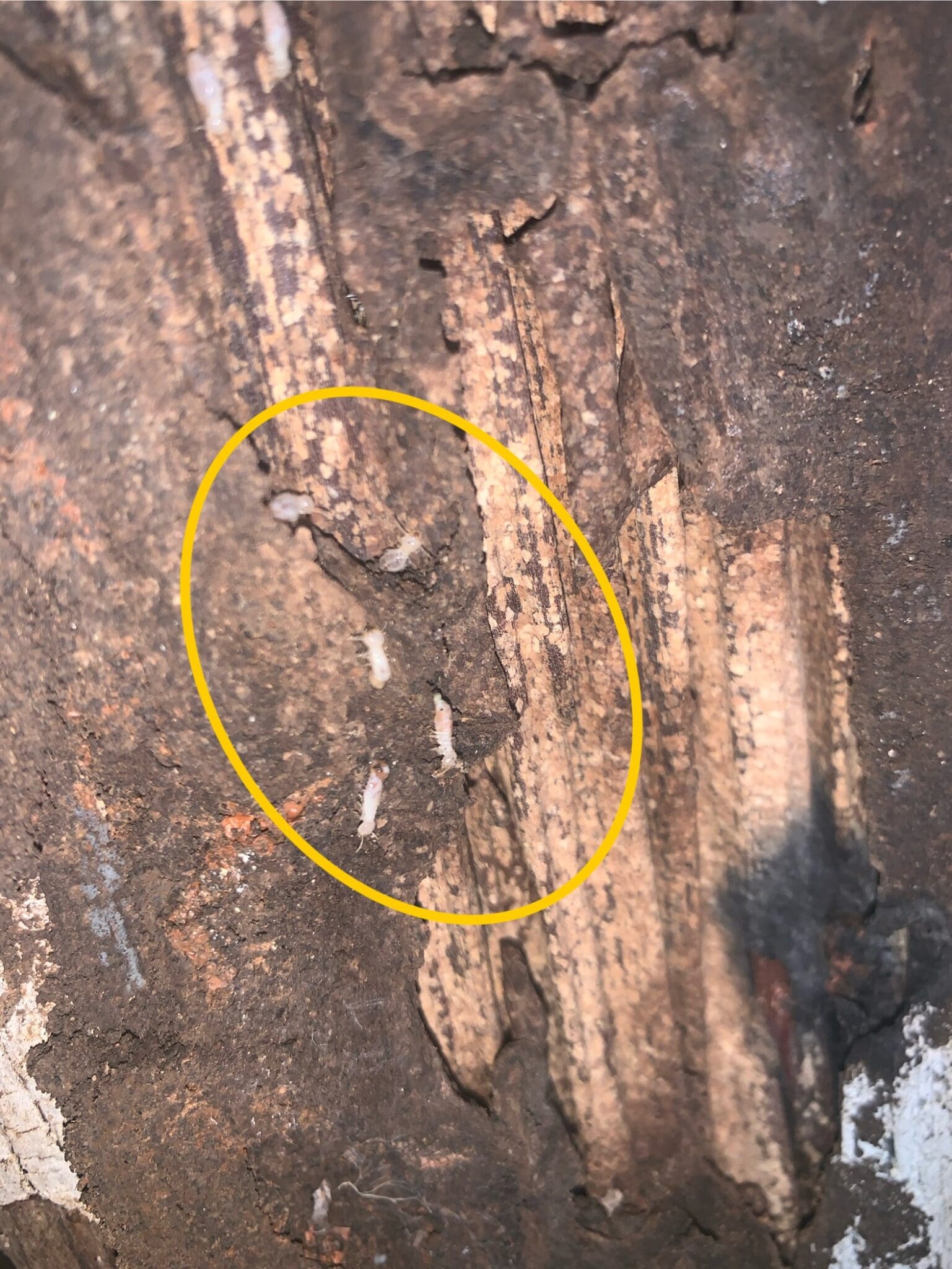 Termites found in a home in Douglas Park during an Inspection Termites found in a home in Douglas Park during an Inspection