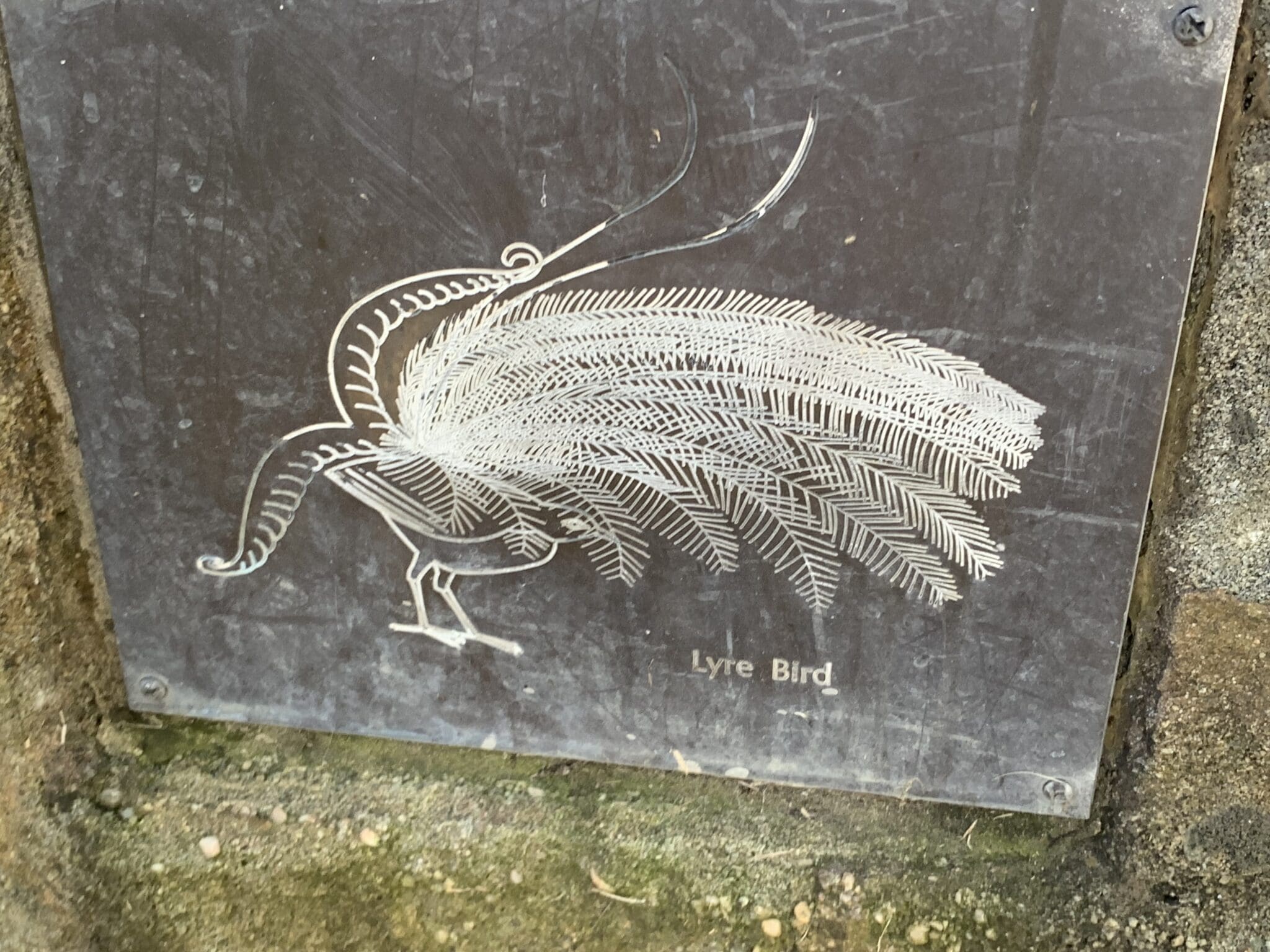 Lyrebird image on the commemorative plaque in Bargo