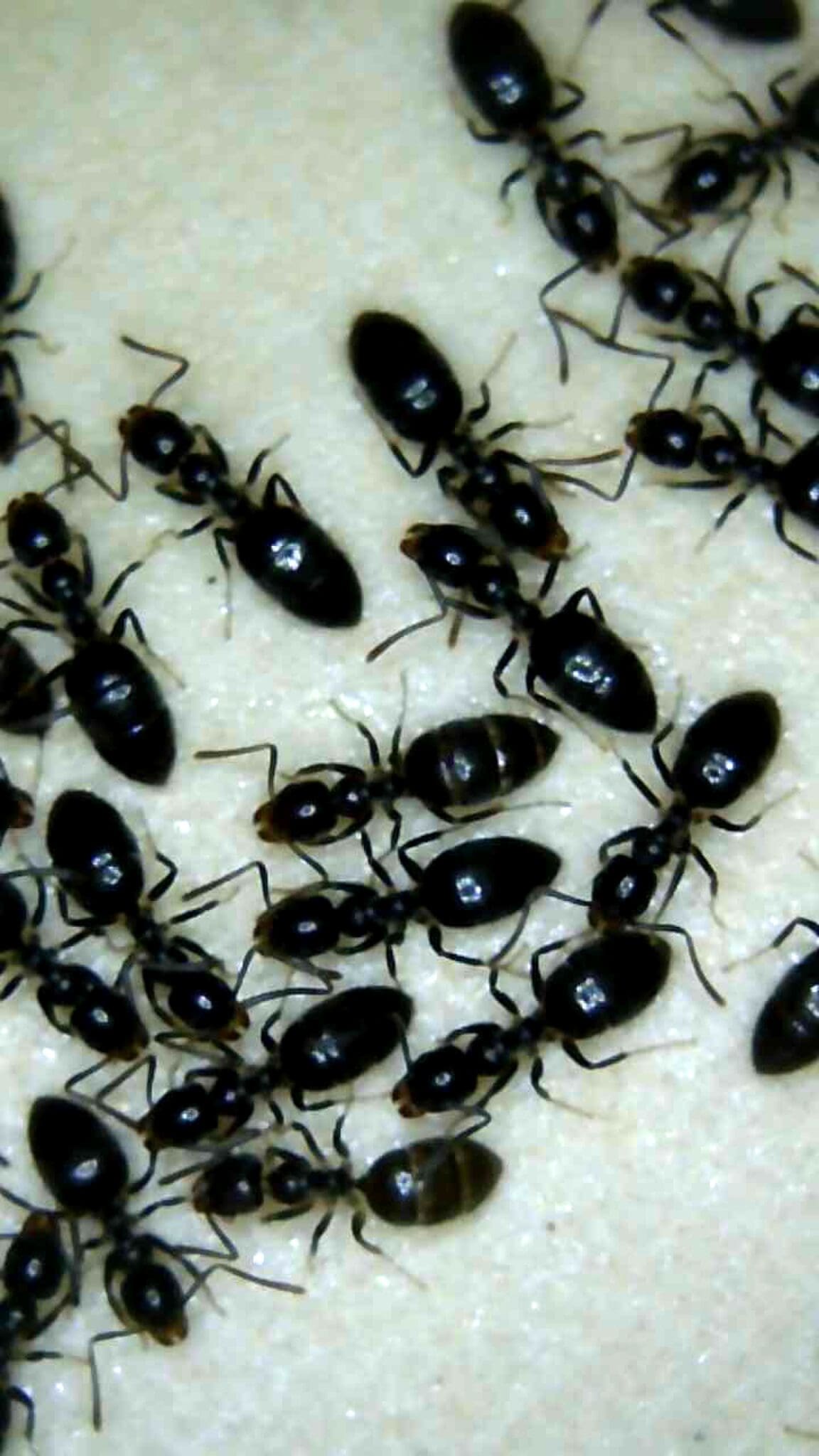 Black ants "huddling" in a time of high humidity Black ants in Picton