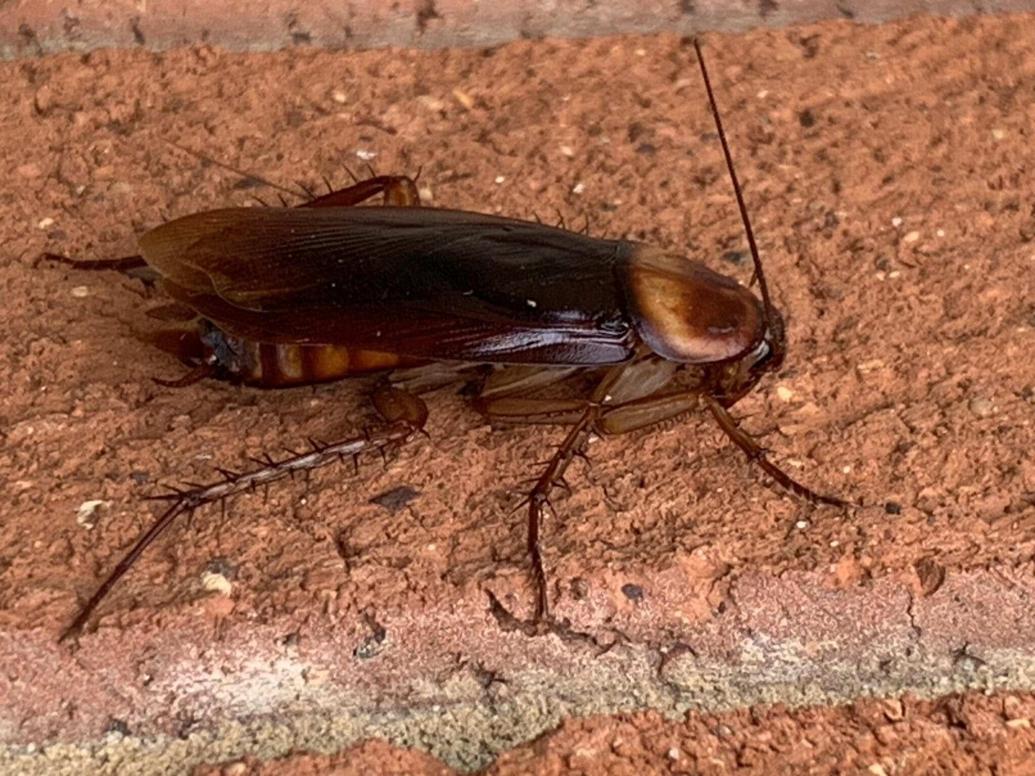 American cockroach A cockroach typical of those found in most houses