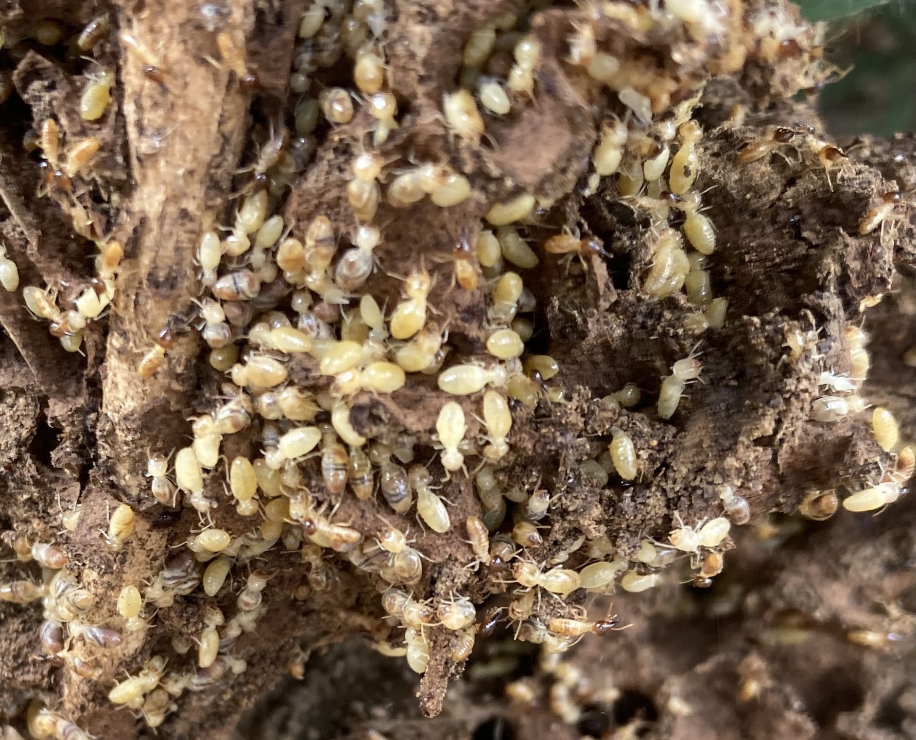 Termites nesting found on a Pestgo inspection