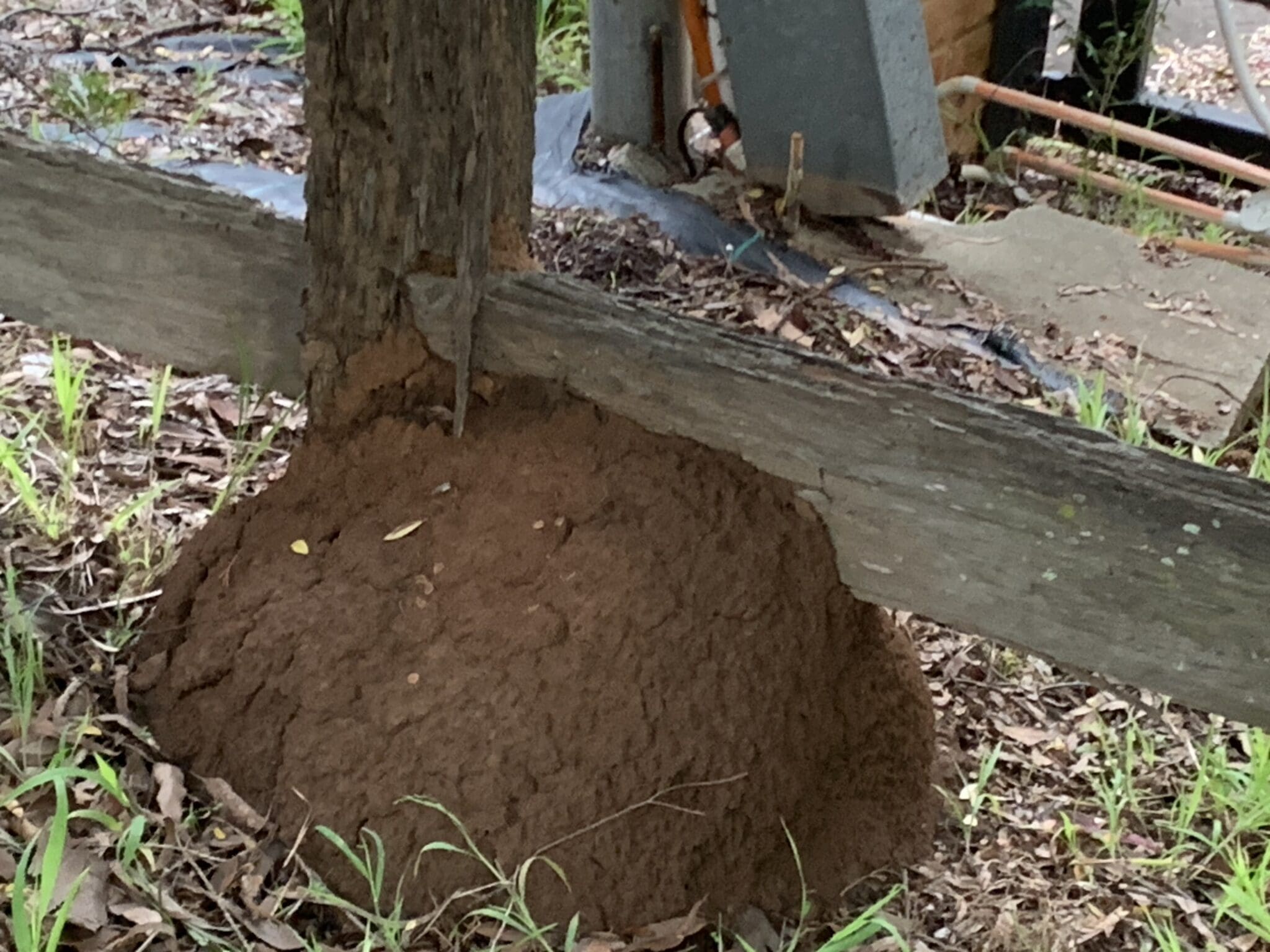 Termite mound treated by Pestgo