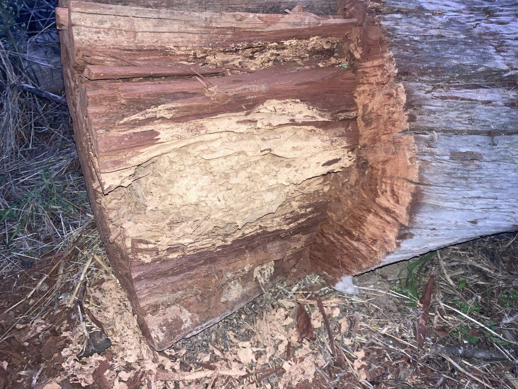 Termite nest inside a fallen tree Termite nest in a tree in Mount Hunter