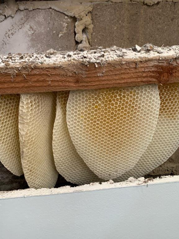 Bees made this honeycomb in the wall of a house Bees made this honeycomb in the wall of a house