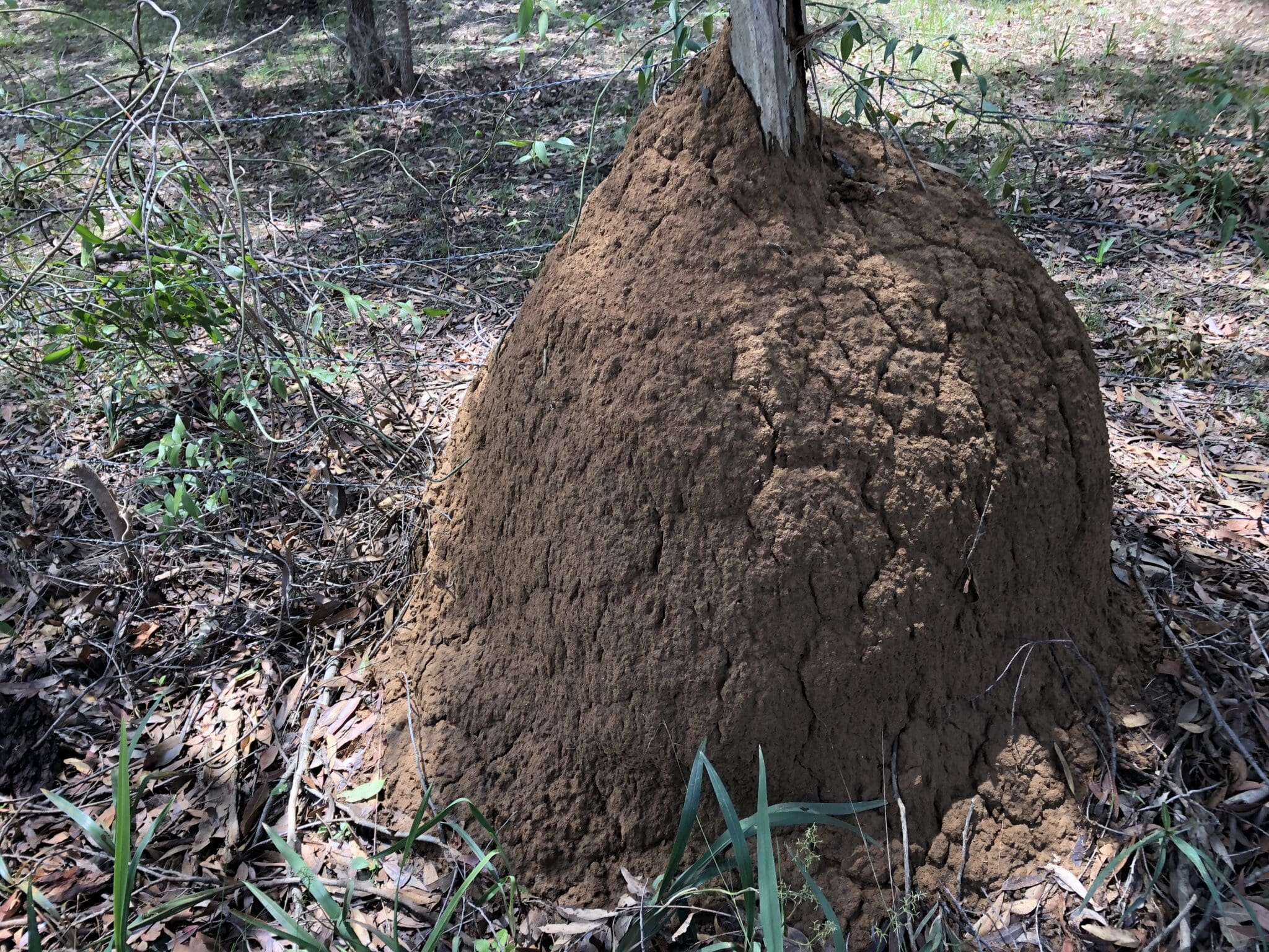 Some termites nest in mounds like this others inside trees A termite nest on a property between Tahmoor and Thirlmere